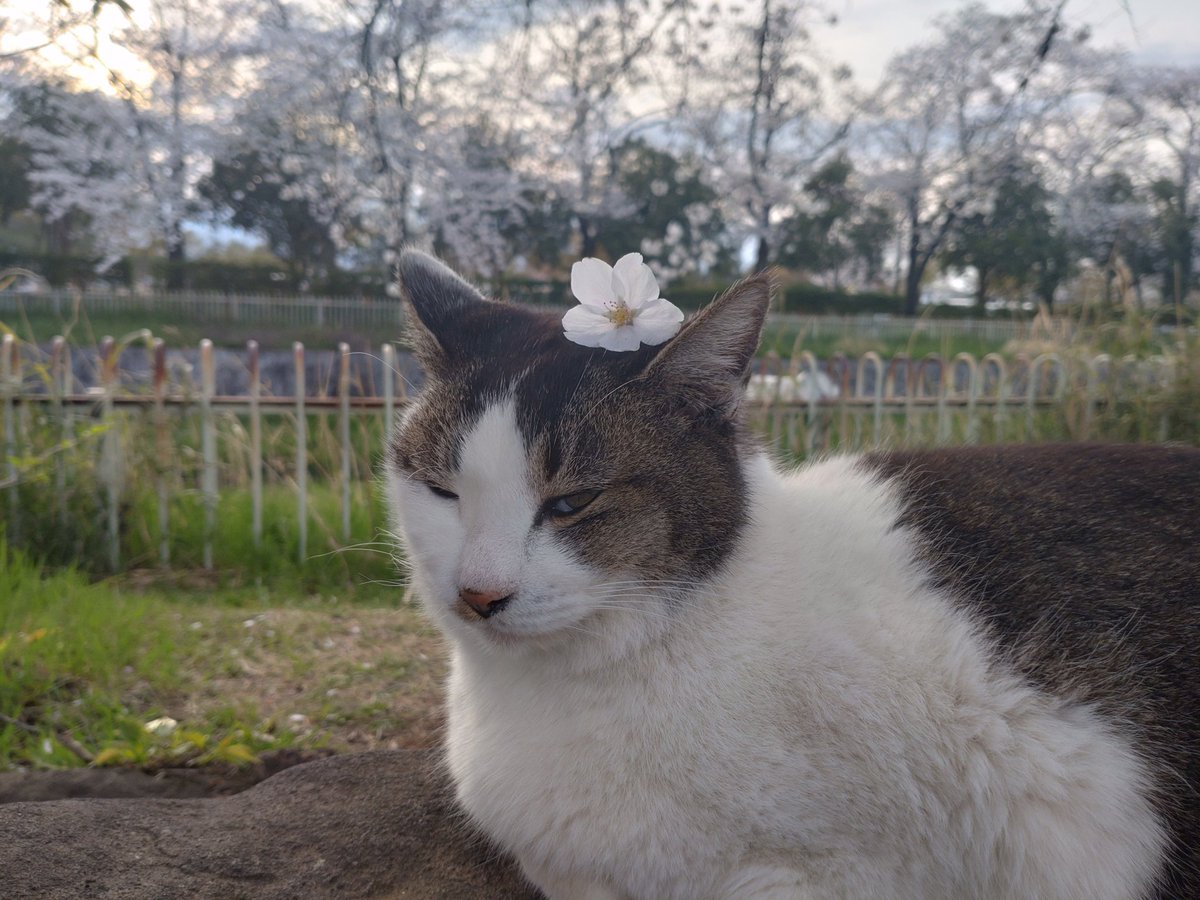 シロ「フジテレビと中居は公園の仕事にゃん（人」でやらしてもらうにゃよ😠」
お代はカリカリでいいかい🥺
シロ「切り刻んでやるにゃ😠奴らはヒトの皮をかぶったウジむしにゃ😠」
ドラマより事実はひどい😠
#どう償う気だ 
#でてこい中居