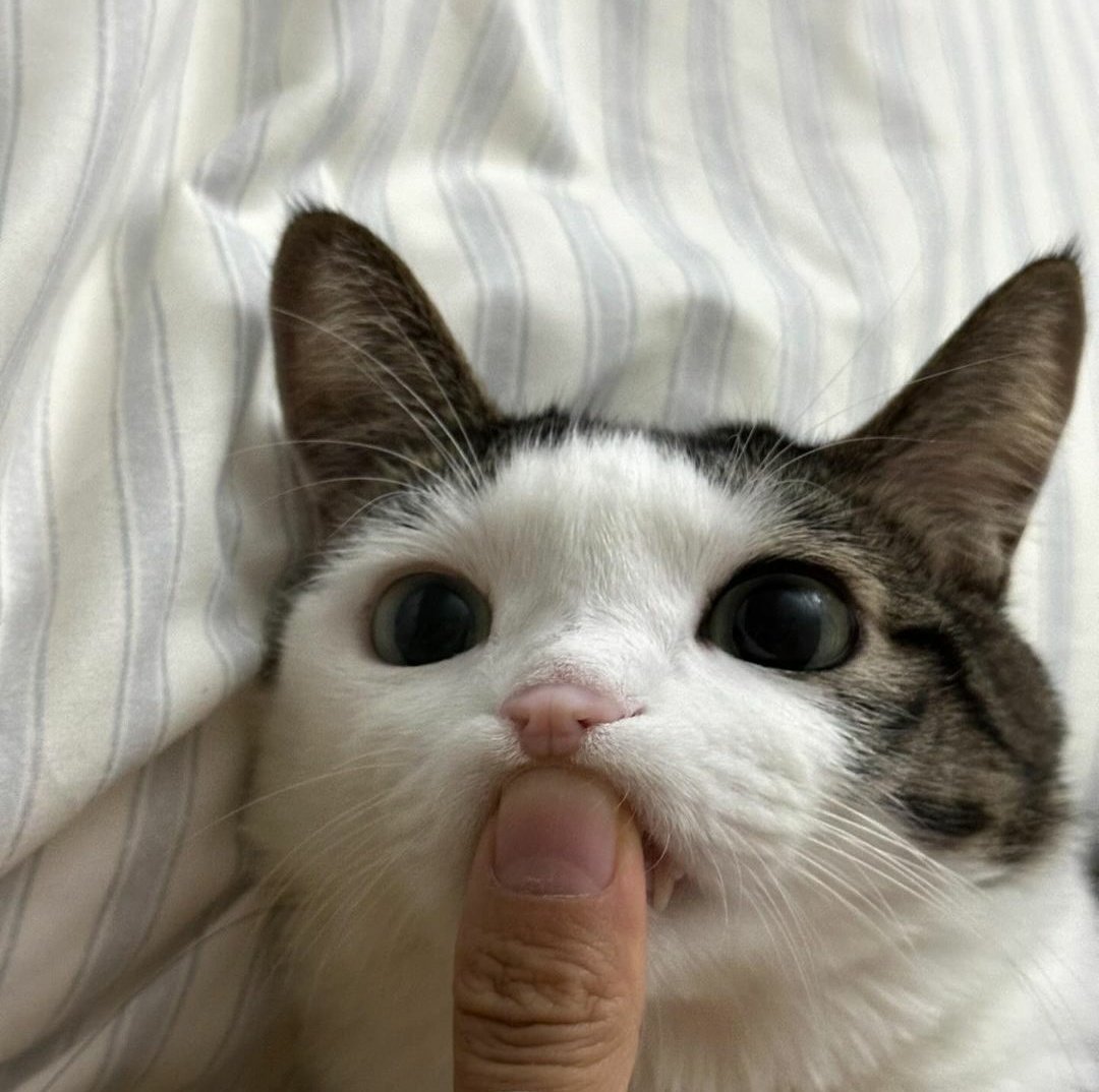 The Cats 𝕏 (@thecatsx) on Twitter photo 