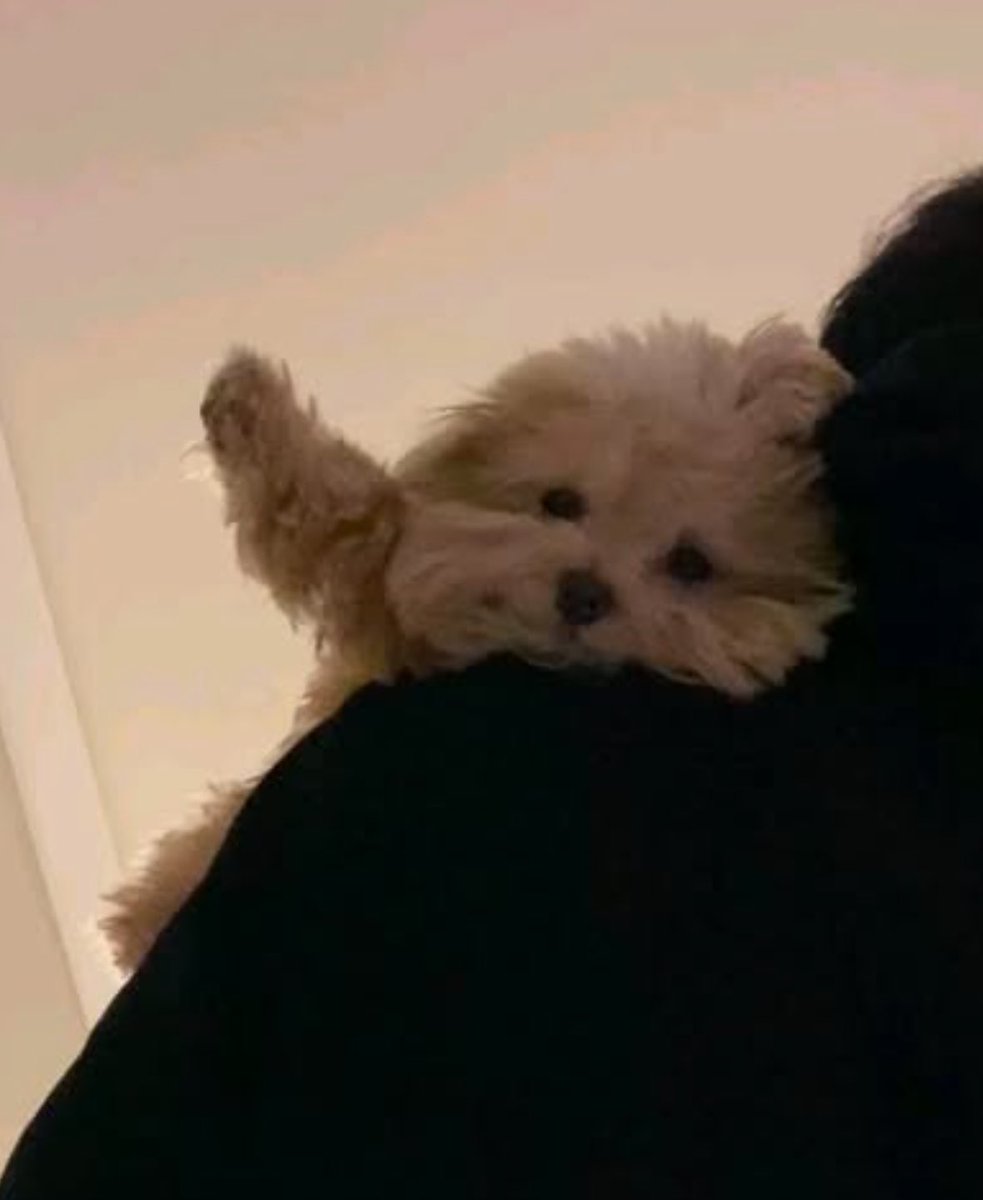 twaniimals's tweet image. 