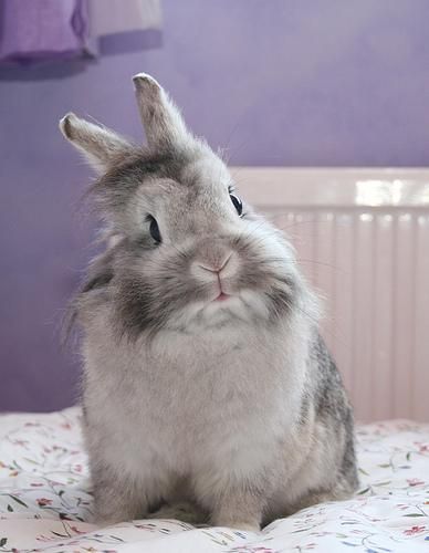 bunnybitz's tweet photo. #bunnyoftheday
#今日のうさぎ https://t.co/rWlXohgRhu