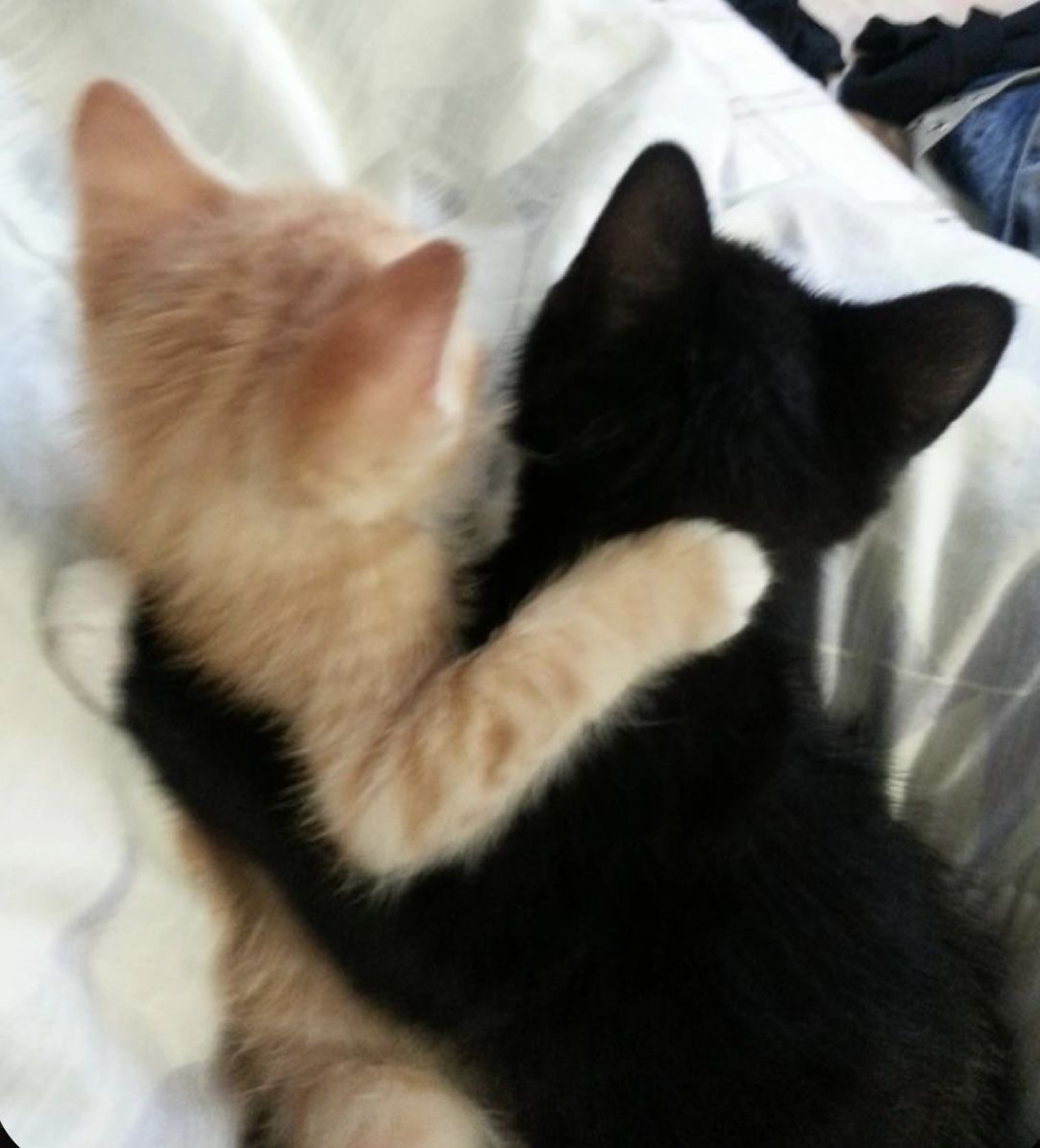 Miaw tweet media