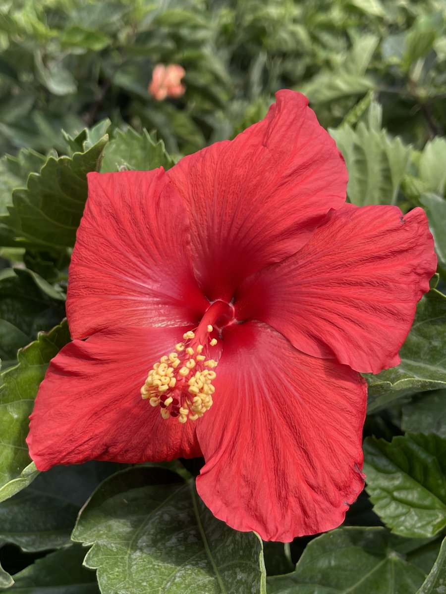 EbertsGreenhous's tweet image. No April Fools&apos; tricks here—just vibrant blooms and a little garden whimsy! From bright red hibiscus and geraniums to charming cyclamen and ceramic mushrooms, opening day is less than two weeks away! 🌿🌺🍄 #SpringBlooms #GardenWhimsy #AprilFoolsFun