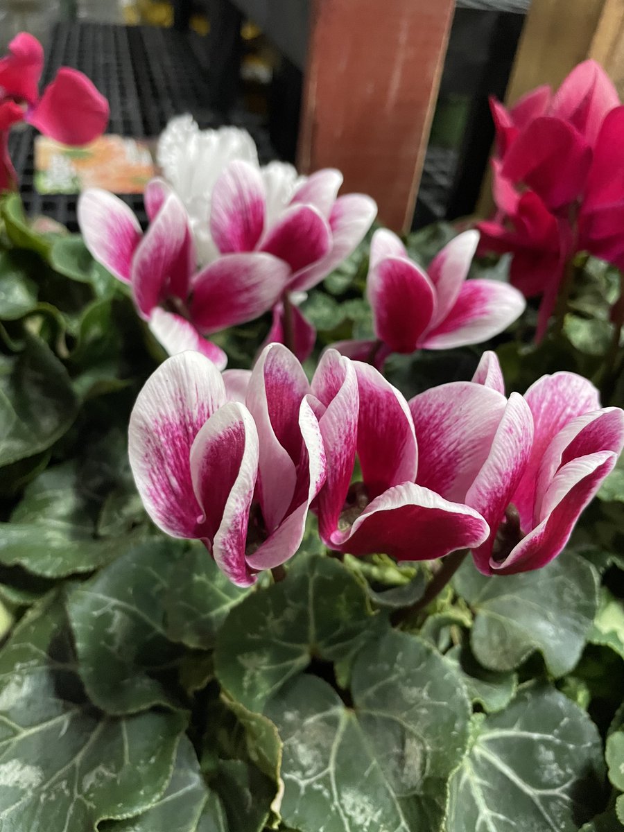 EbertsGreenhous's tweet image. No April Fools&apos; tricks here—just vibrant blooms and a little garden whimsy! From bright red hibiscus and geraniums to charming cyclamen and ceramic mushrooms, opening day is less than two weeks away! 🌿🌺🍄 #SpringBlooms #GardenWhimsy #AprilFoolsFun