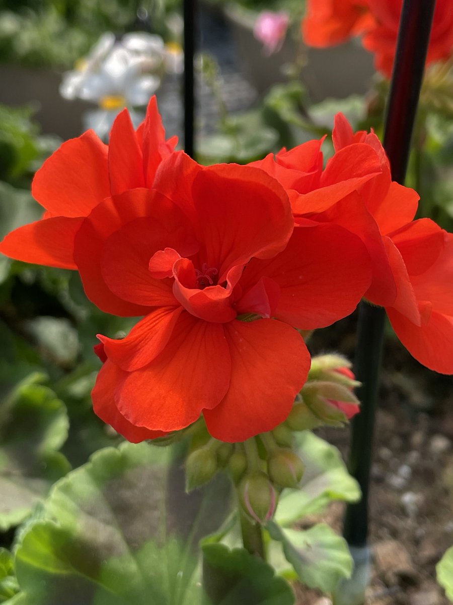 EbertsGreenhous's tweet image. No April Fools&apos; tricks here—just vibrant blooms and a little garden whimsy! From bright red hibiscus and geraniums to charming cyclamen and ceramic mushrooms, opening day is less than two weeks away! 🌿🌺🍄 #SpringBlooms #GardenWhimsy #AprilFoolsFun