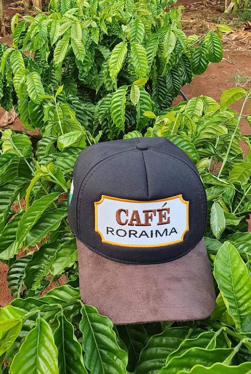 aluizionassi's tweet image. Recebendo o produtor Decaris de #CaféRobusta que através de um fundo de investimentos ampliará a produção aqui do #Café_Roraima.

#Roraima_HemisférioNorte
#Roraima_AMelhorFronteiraAgrícolaDoBRASIL 
#RoraimaEstadoLuz 🌞
#AtraçãoDeInvestimentos 🏁🏁🏁