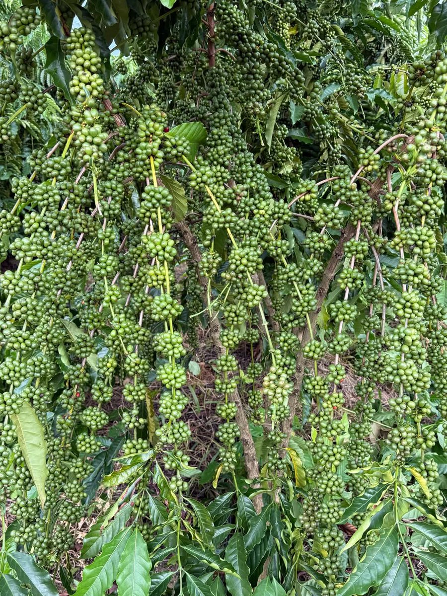 aluizionassi's tweet image. Recebendo o produtor Decaris de #CaféRobusta que através de um fundo de investimentos ampliará a produção aqui do #Café_Roraima.

#Roraima_HemisférioNorte
#Roraima_AMelhorFronteiraAgrícolaDoBRASIL 
#RoraimaEstadoLuz 🌞
#AtraçãoDeInvestimentos 🏁🏁🏁