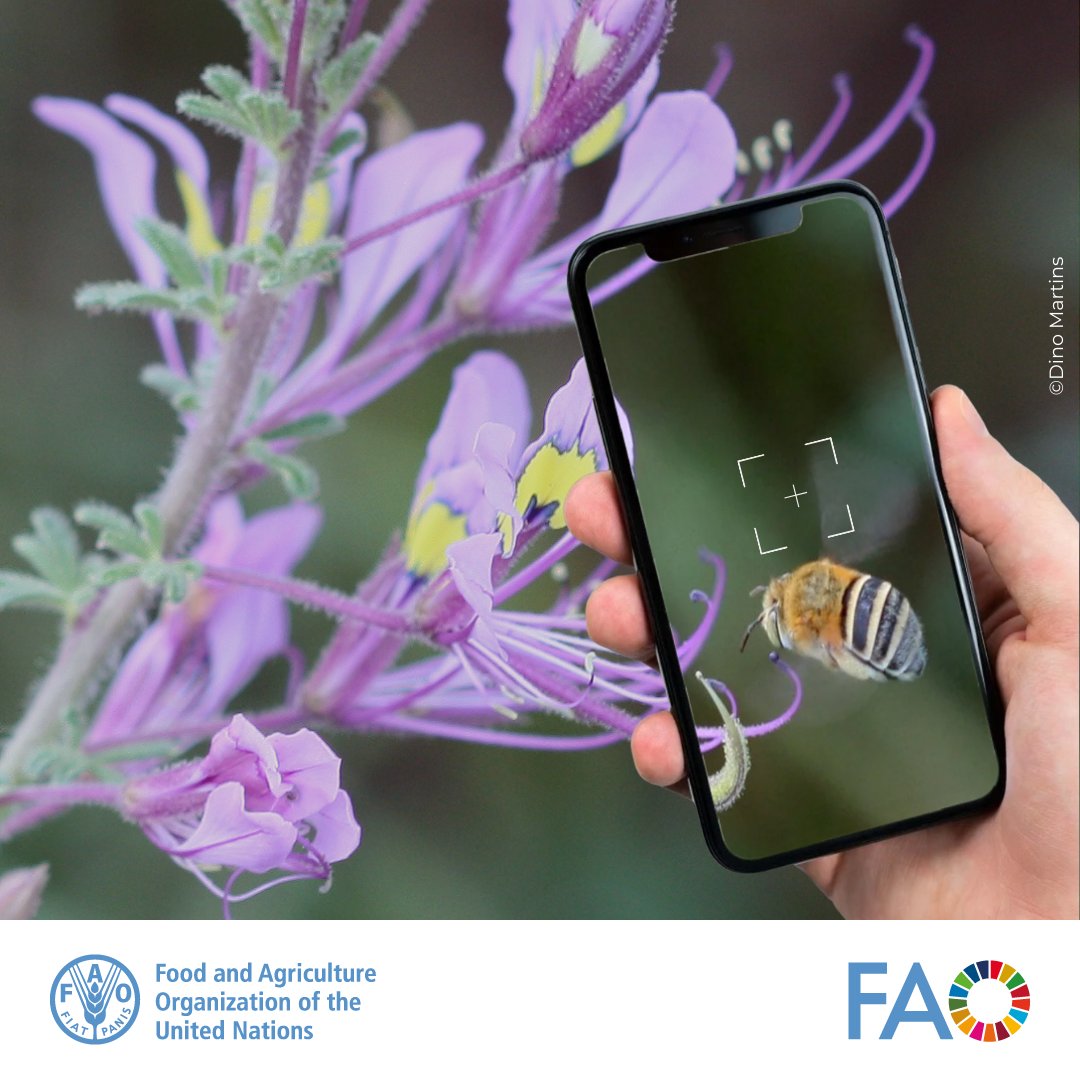 📸 Enter the #WorldBeeDay 2025 Photo Contest and show how pollinators nourish our planet! 🌸🐝

Capture the beauty of bees and other pollinators &amp; the ecosystems they sustain.

⏰ Deadline: 14 April 2025
👉shorturl.at/N8HRf
#WorldBeeDay #SavetheBees