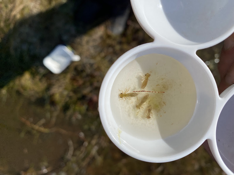 BDS Scotland tweet media