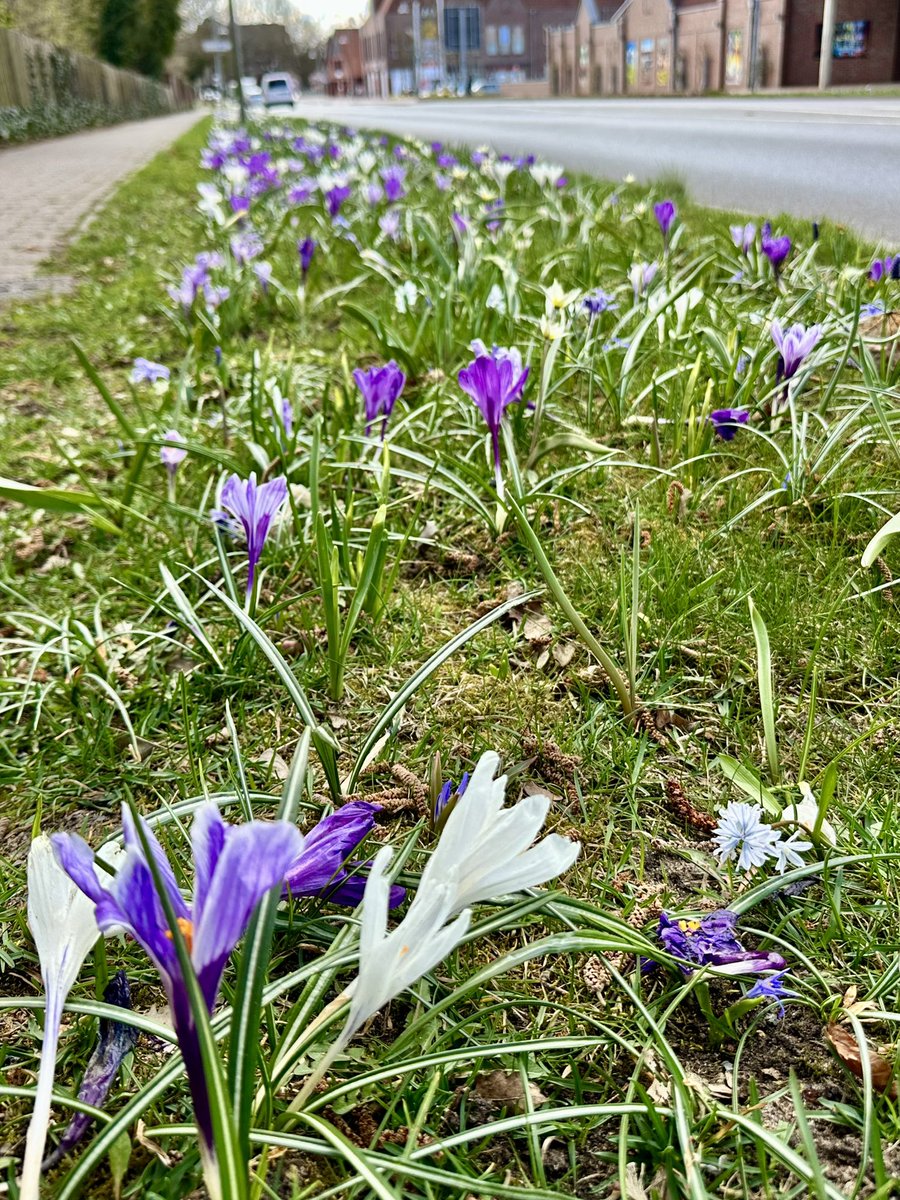Dieses Frühlingsfoto ist wunderschön! Ein Meer aus violetten und weißen Krokussen erblüht strahlend im frischen Gras entlang einer  Straße in #soltau . Die leuchtenden Farben der Blumen bringen pure Lebensfreude in die Szene. Vielen Dank an die #stadtsoltau!
