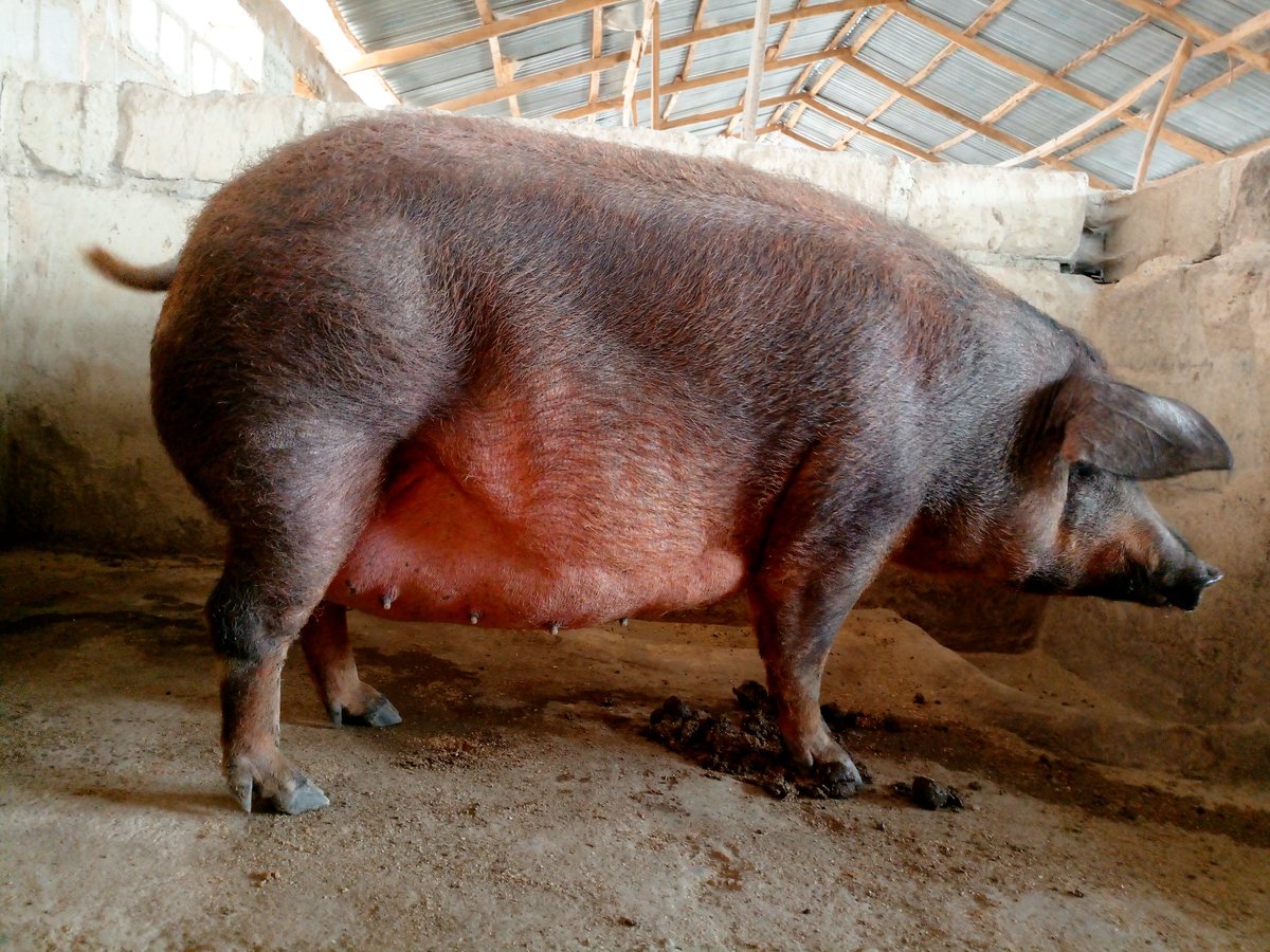 Have you ever seen a pig this size before ??? 😍🥰🥰😍

Happy new month my people 🐖
<a href="/Damanchafarms/">DaMancha Farms🌱</a> is doing the most these days 💪🏾💪🏾💪🏾💪🏾