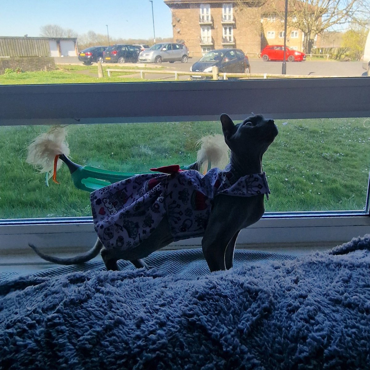 caitlinlowes98's tweet photo. Princess Nubia 👑 🎀

👗 @Kim_PLP @prettylittlepaws 👗

#dwelf #sphynx #catclothes #dress https://t.co/GLBimjPTAn