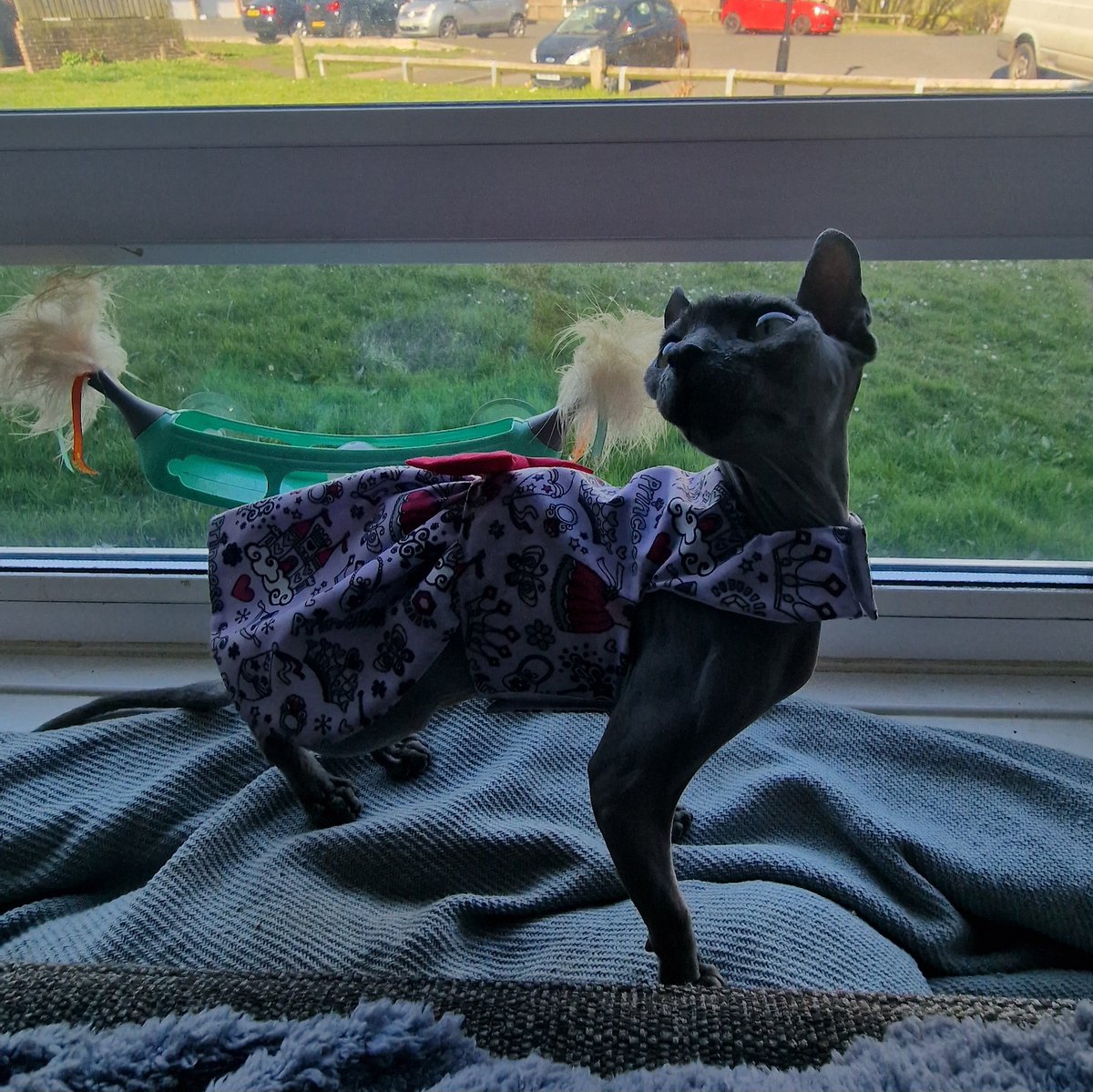 caitlinlowes98's tweet photo. Princess Nubia 👑 🎀

👗 @Kim_PLP @prettylittlepaws 👗

#dwelf #sphynx #catclothes #dress https://t.co/GLBimjPTAn