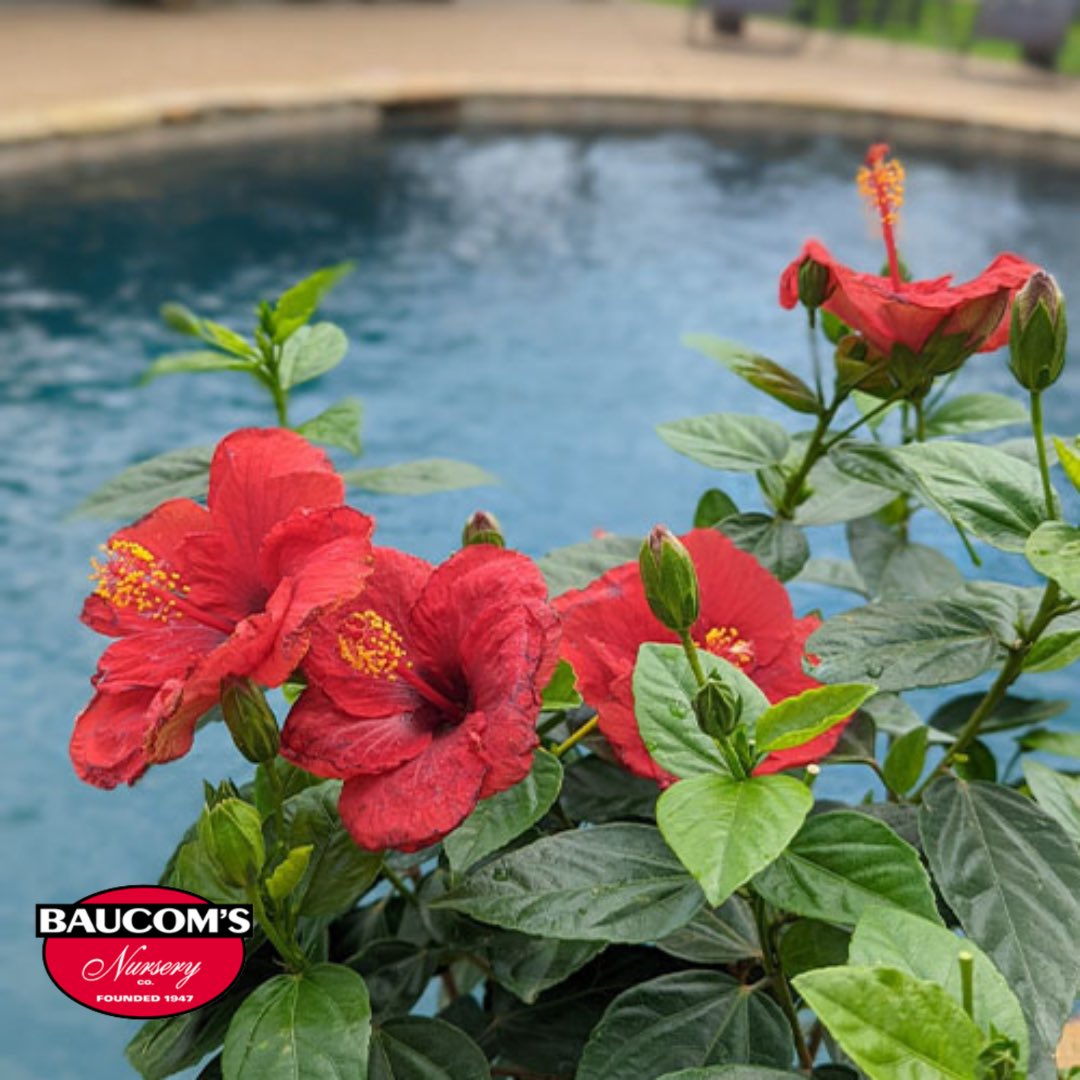 New!
Proven Winners Hollywood Tropical Hibiscus America’s Sweetheart, Rico Suave, and Hot Shot.
Visit us at baucomsnursery.com for all your WHOLESALE ONLY needs. 

#hibiscus #fuschia #rosemary #rose #tree #hangingbaskets #planters #plants #palm #crapemyrtle #baucomsnursery