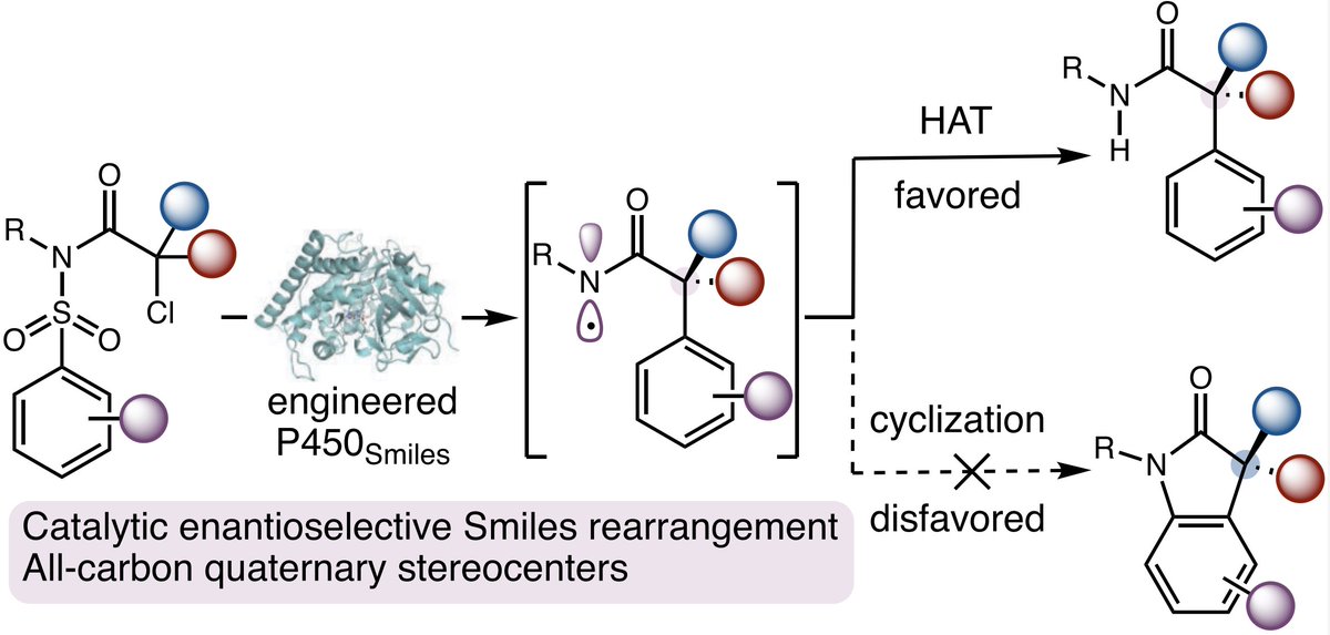 EnzymeChemistry's tweet image. Catalytic Enantioselective Smiles Rearrangement Enabled by the Directed Evolution of P450 Radical Aryl Migratases by @Wenzhen_Fu, Katherina Murcek, Jasper Chen, An Liu, Yunlong Zhao, Peng Liu (@pengliu_group), and Yang Yang (@yang2biocat) in @J_A_C_S pubs.acs.org/doi/10.1021/ja…
