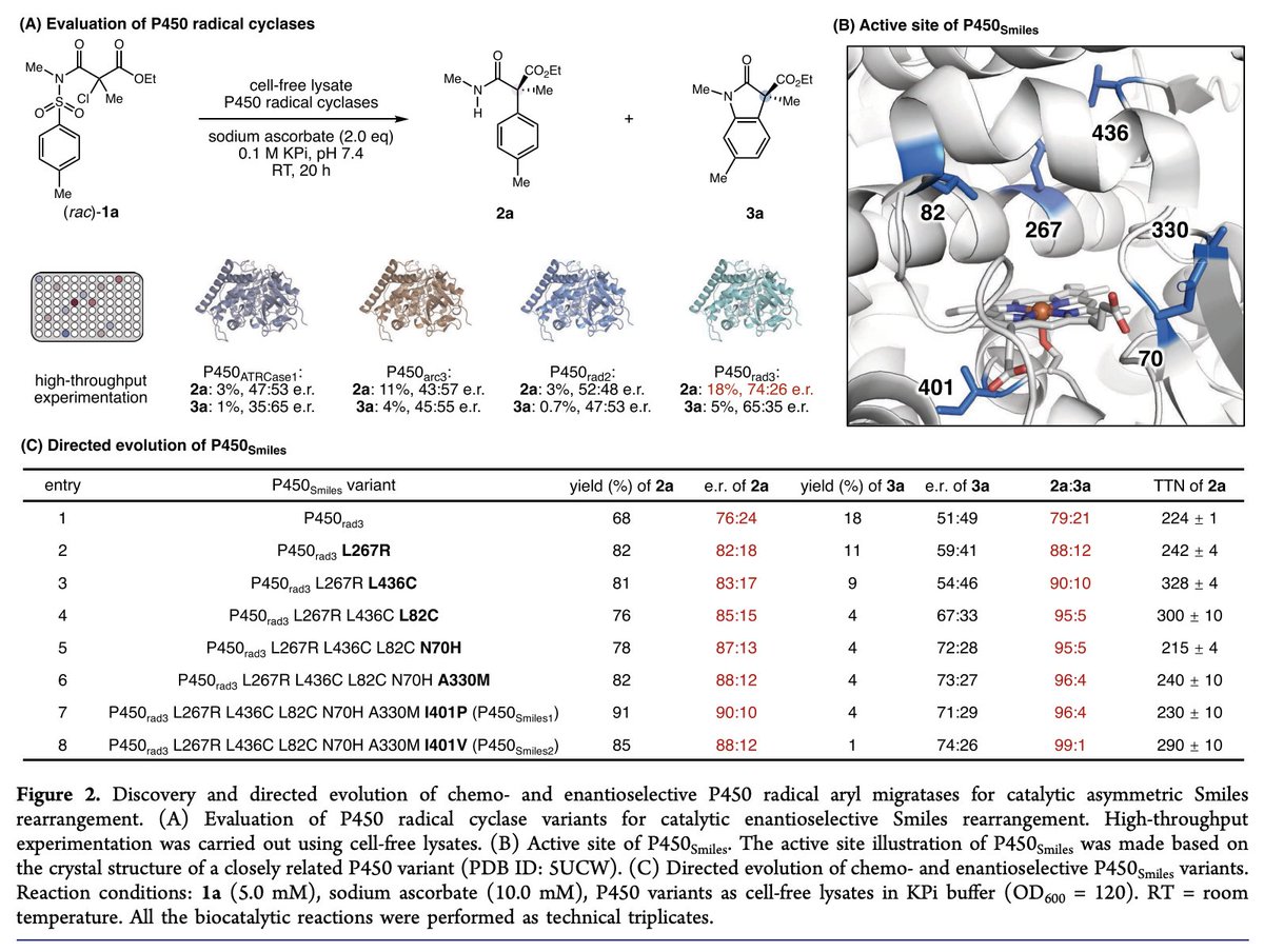 EnzymeChemistry's tweet image. Catalytic Enantioselective Smiles Rearrangement Enabled by the Directed Evolution of P450 Radical Aryl Migratases by @Wenzhen_Fu, Katherina Murcek, Jasper Chen, An Liu, Yunlong Zhao, Peng Liu (@pengliu_group), and Yang Yang (@yang2biocat) in @J_A_C_S pubs.acs.org/doi/10.1021/ja…