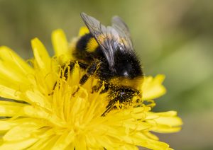 All-Ireland Pollinator Plan (@pollinatorplan) on Twitter photo Q. What is most helpful in April for pollinators-biodiversity on our business site?
A. Let Dandelions Bee. A short-flowering area of reduced mowing/lift cuttings is an exceptional biodiversity action. tinyurl.com/bdfb8hu8 <a href="/BioDataCentre/">Biodiversity Ireland</a> #LetDandelionsBee PIC: Cathal Noonan Q. What is most helpful in April for pollinators-biodiversity on our business site?
A. Let Dandelions Bee. A short-flowering area of reduced mowing/lift cuttings is an exceptional biodiversity action. tinyurl.com/bdfb8hu8 <a href="/BioDataCentre/">Biodiversity Ireland</a> #LetDandelionsBee PIC: Cathal Noonan