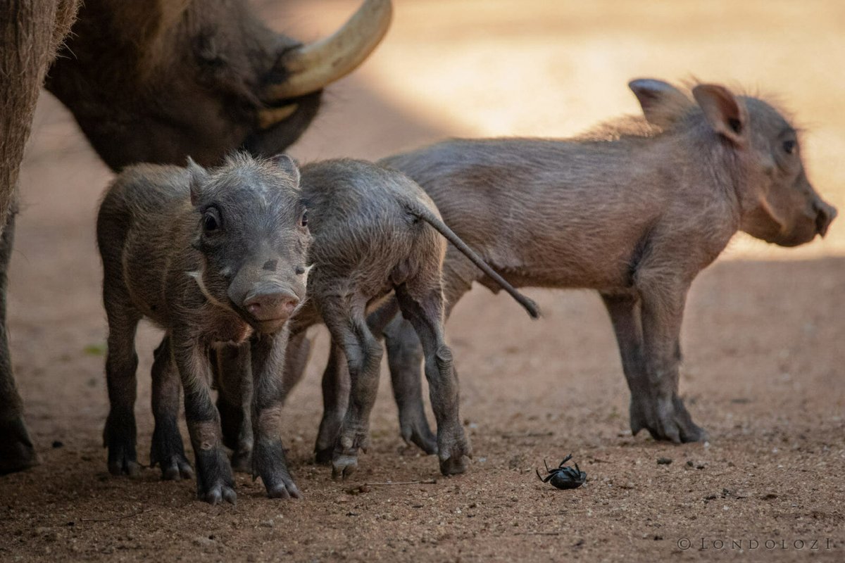 londolozi's tweet photo. Warthogโs Survival Techniques: https://t.co/anOoitcEyM
#londolozi #thelondolozieffect #relais #relaischateaux #wildlifeblog #luxurysafari #safari @relaischateaux โ #anoriginalway https://t.co/0tFMla37es