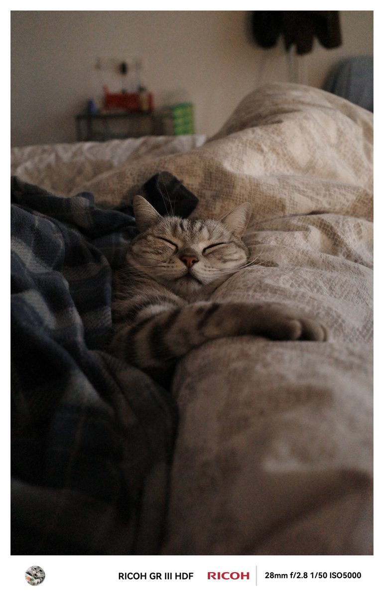 ChihimSong's tweet photo. 🐱 https://t.co/LvSQCNclz3