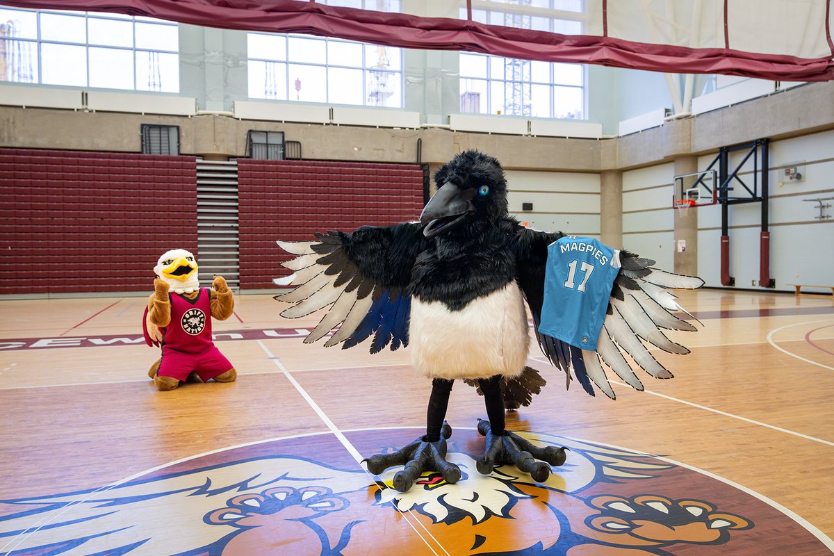 After 50 incredible years, MacEwan Griffins (<a href="/MacEwanGriffins/">MacEwan Griffins</a>) are rebranding! We’re officially kicking off a new era as the MacEwan Magpies. Read more: macewan.ca/campus-life/ne…