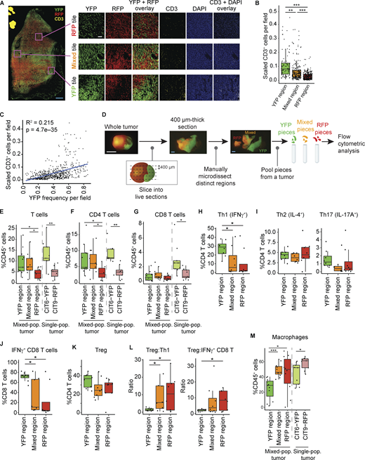 LabWaggoner's tweet photo. Tumor cell heterogeneity drives spatial organization of the intratumoral immune response @JExpMed 
https://t.co/37vDsAYBiH https://t.co/8HABPH3N8U