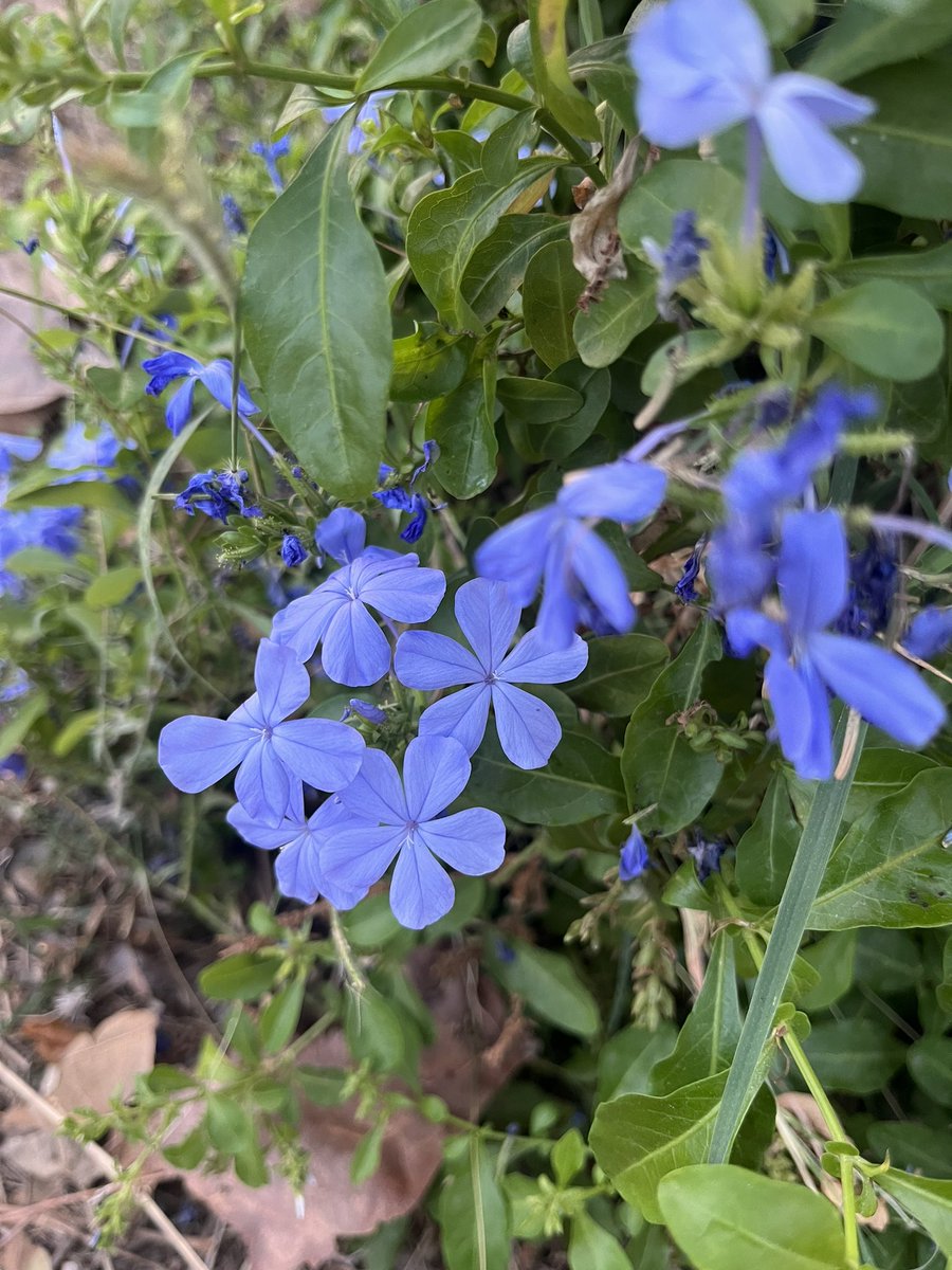 taew_rawadee's tweet image. 🩷🤍💙