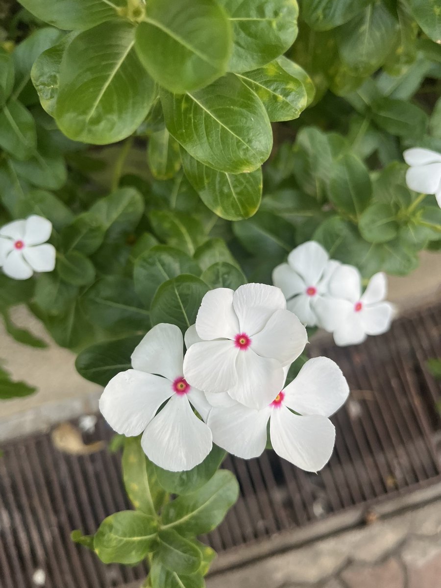 taew_rawadee's tweet image. 🩷🤍💙