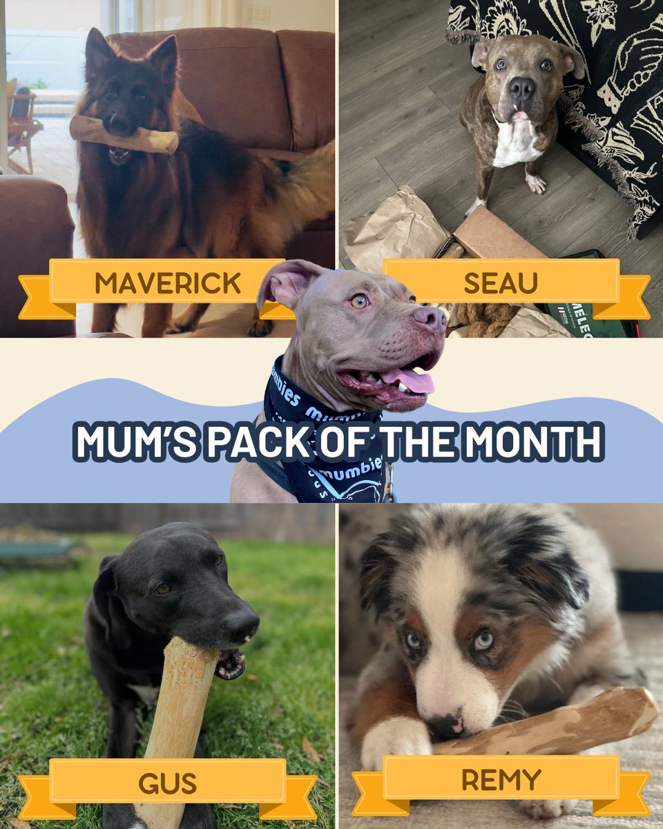 Meet Mum’s Pack of the Month 🐾
We’re spotlighting our favorite customer photos in Mum’s Pack of the Month — as featured in our latest newsletter!
Want to see if your pup makes it into the next pupdate? Keep sharing Mumbies moments and make sure you join our email list! 💙