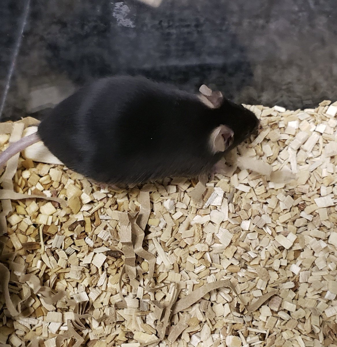 arturini32's tweet photo. I’m thrilled to share that our paper on the sex-dependent effects of FGF21 in adrenal regeneration after CS has just been published in Molecular Metabolism🎉. Those nights in Barcelona studying mouse circadian rhythms will always be great memories! #FGF21 #Adrenalinsufficiency https://t.co/eFOtSYV9qO