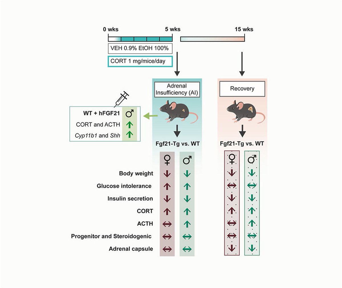 arturini32's tweet photo. I’m thrilled to share that our paper on the sex-dependent effects of FGF21 in adrenal regeneration after CS has just been published in Molecular Metabolism🎉. Those nights in Barcelona studying mouse circadian rhythms will always be great memories! #FGF21 #Adrenalinsufficiency https://t.co/eFOtSYV9qO