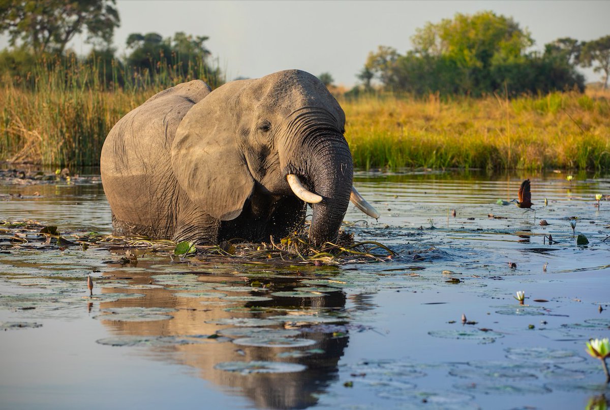 Water Level Update, Exclusive Safari Specials &amp; Namibia Visa Introduction - mailchi.mp/3395977b9333/t…