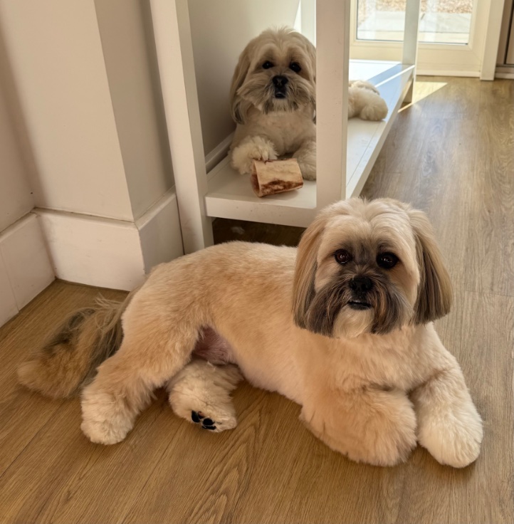 Dulynotedagain's tweet photo. The Bears Brambly &amp; Bingly post groom today https://t.co/MvLPATjclr
