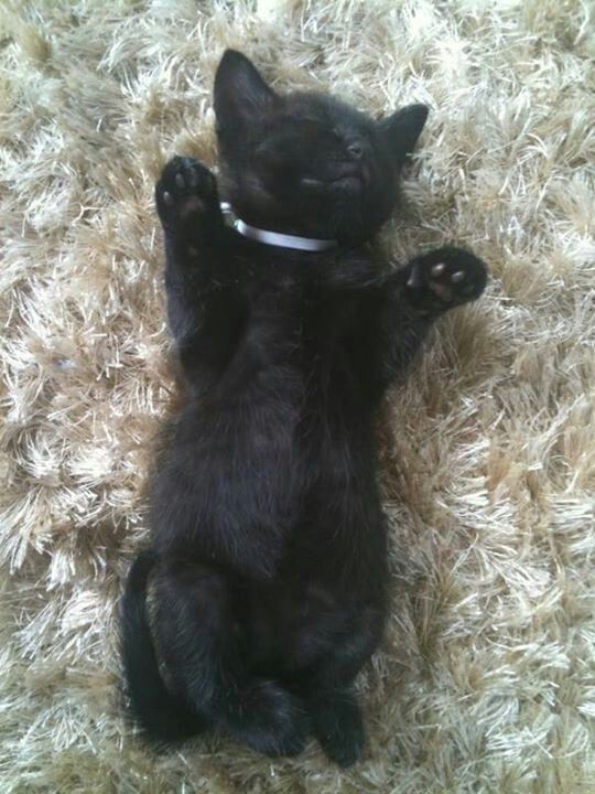 Black cats are not bad luck (@visualscat) on Twitter photo 