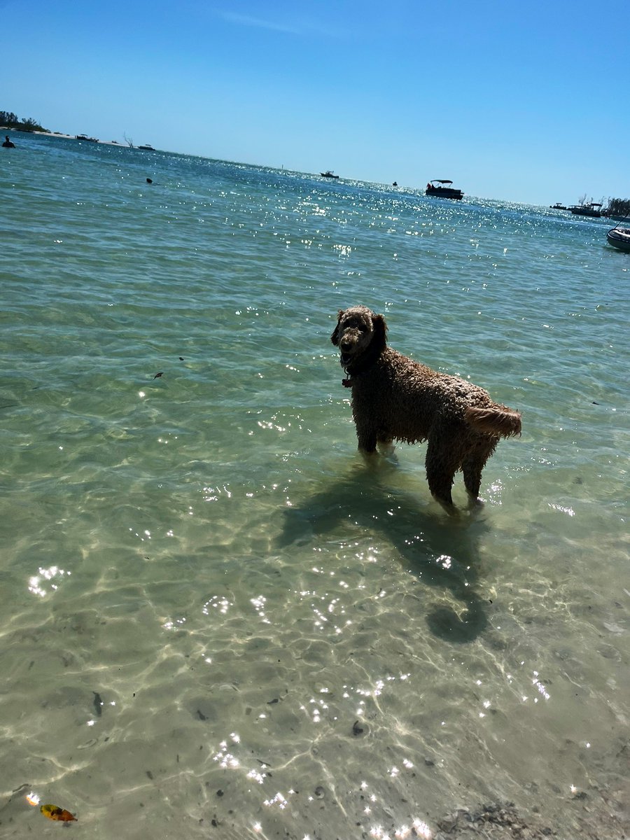 RachaelakaRach's tweet image. Illusory; illusion scene 🎬 or is it delusion replayed believing in the illusion where one’s lost? Three parts -Be the Watcher of what moves and which part Loves #DawnSpeaks of “The tips of Red”-get beyond “It”and it’ll-disappear to bring #StopchasingLive #FloridaBound