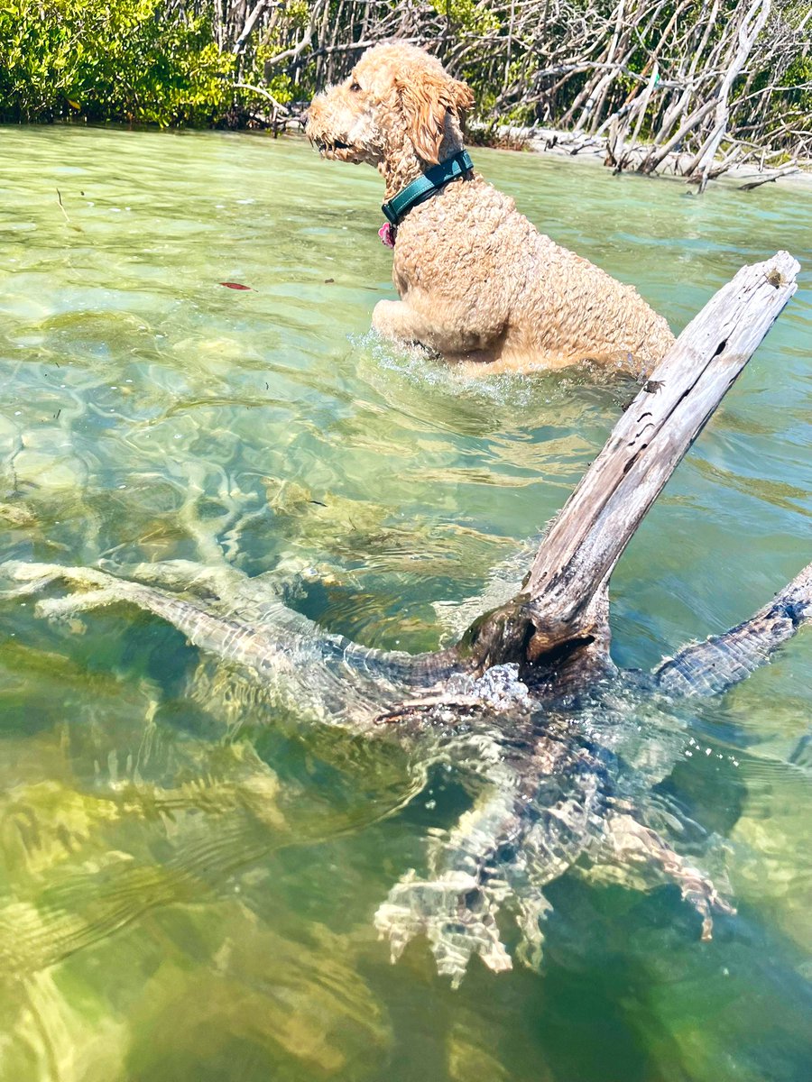 RachaelakaRach's tweet image. Illusory; illusion scene 🎬 or is it delusion replayed believing in the illusion where one’s lost? Three parts -Be the Watcher of what moves and which part Loves #DawnSpeaks of “The tips of Red”-get beyond “It”and it’ll-disappear to bring #StopchasingLive #FloridaBound