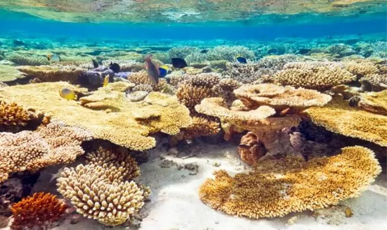 Chalutage, pollution plastique, fonds marins : les principaux enjeux de la Conférence de Nice sur l'océan - espacedev espacedev.net/2025/04/01/cha…