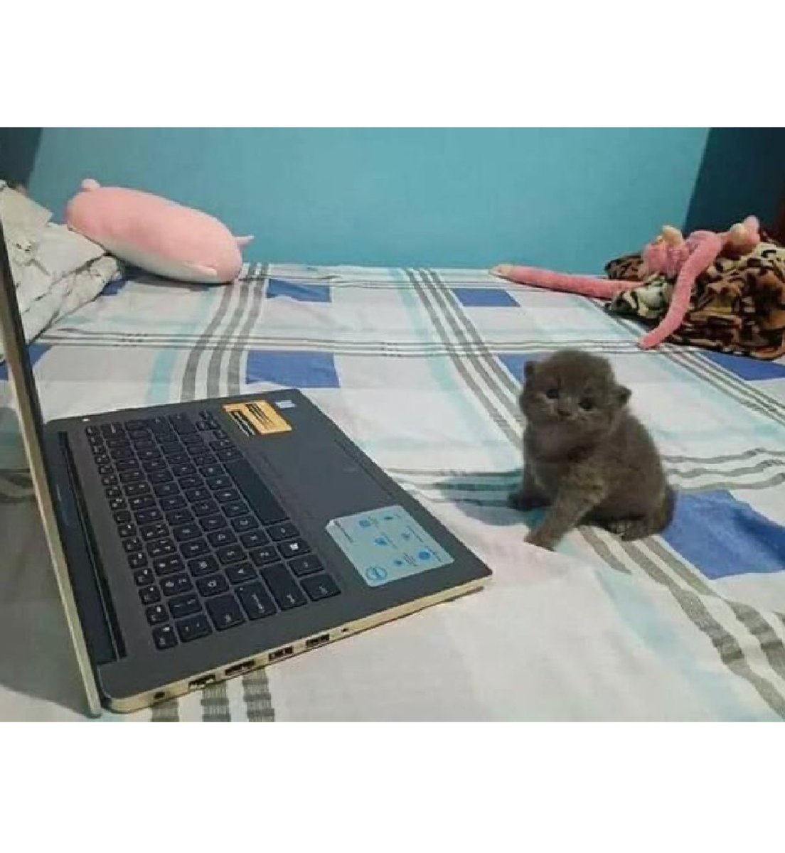 kapebeansies's tweet photo. pls don’t disturb https://t.co/GbqKes2HAt
