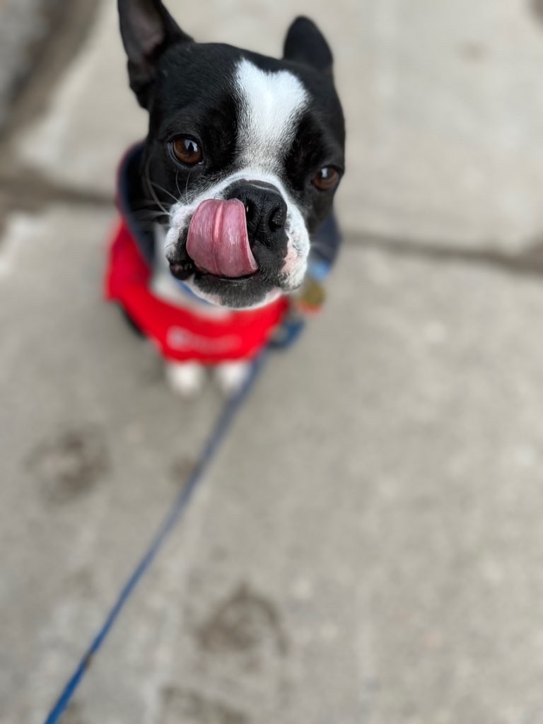 BarksNPurrs's tweet photo. I can #tongueoutTuesday with the best of them.

#dogs #Toronto #Torontodogs #torontodogwalker #dogsoftoronto #dogsofthe6ix #pawsinthesix #onleashdogwalks #torontopetcare #dogwalkerlife #dogwalkingtoronto #Distillerytdistrictdogs #corktowntown #dogsofcorktown #stlawrencemarketdogs https://t.co/Jk5e5hZoby