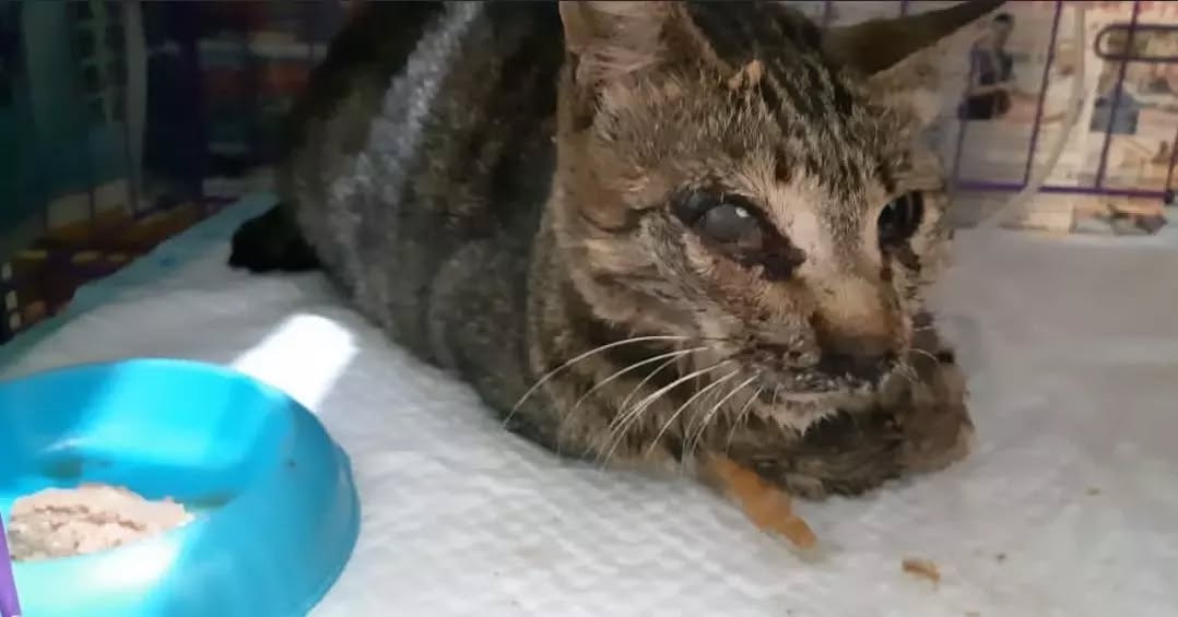 cqk5az07dhd80hg's tweet photo. ‼️UPDATE
Vet said that she is kinda 'stronger' than yesterday. She is in good condition of eating and drinking with help from the vet.
PLEASE more help is still needed for #lovelyJojo Help with any amount saving Jojo through PayPal link in bio.
#donateorshare #poorcat
#uanimals https://t.co/D0ahz0l6LN