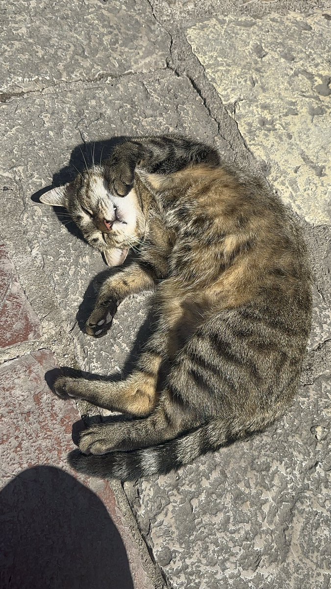 here’s to year 3 of my crypto nomad life

sunbathing like this cat &amp; feeling grateful
xoxo 💋