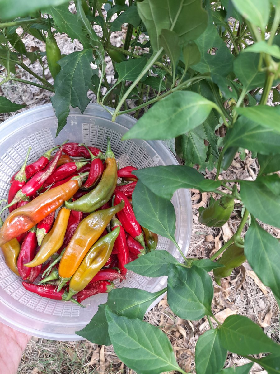 Facu_________3's tweet image. Siguen dando los pimientos; y eso que es de una planta que ya tiene 2 años, en invierno se la tapa y después se poda para qje vuelva a brotar #HuertaEnCasa