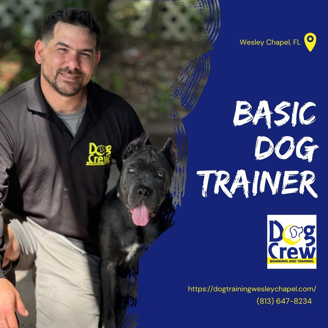 Dogcrewllc's tweet photo. Are you new to dog ownership? Our basic dog trainer sessions provide you with the support and knowledge to guide your pet effectively. Start your journey with us! #BasicDogTrainerhttps://t.co/kEmnpGnPNZ https://t.co/95ObOBU6jV