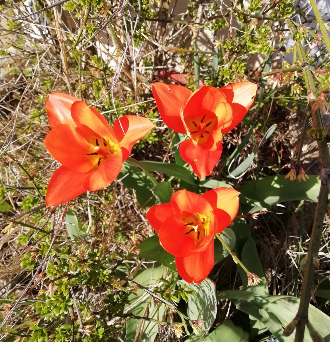 Premières tulipes du jardin. 🌷😍