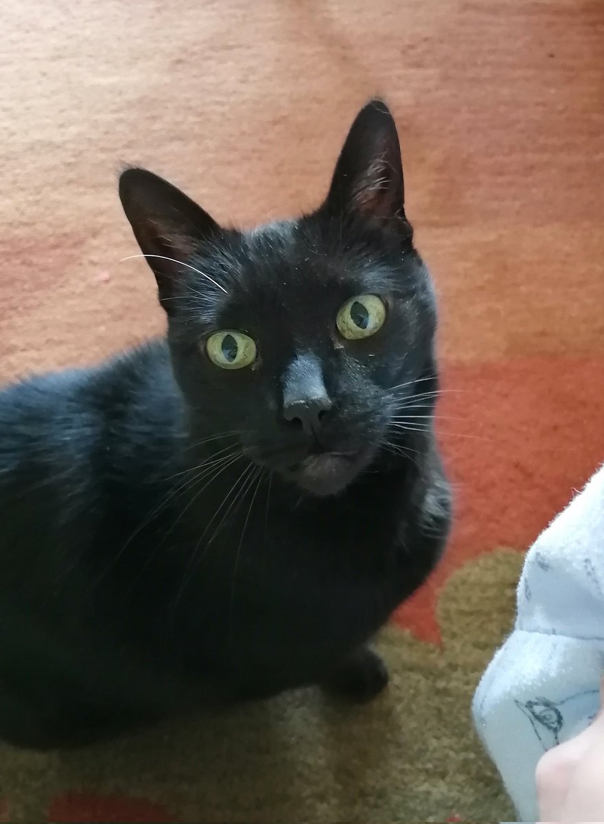 Today, I promise not to swat at #PopUpDog for no reason.
#AprilFoolsDay