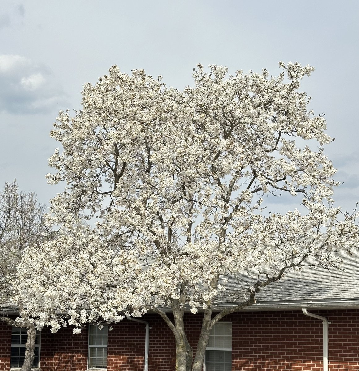 HighlandOaksHC's tweet photo. 🌸 Springtime Serenity at Highland Oaks 🎨☀️
One of our residents spent a peaceful afternoon in the courtyard, painting and admiring the beauty of our magnolia tree in full bloom. 🌿✨  🌸🖌️#SpringInBloom #PeacefulMoments #HighlandOaks https://t.co/ZPl2vLPVNS