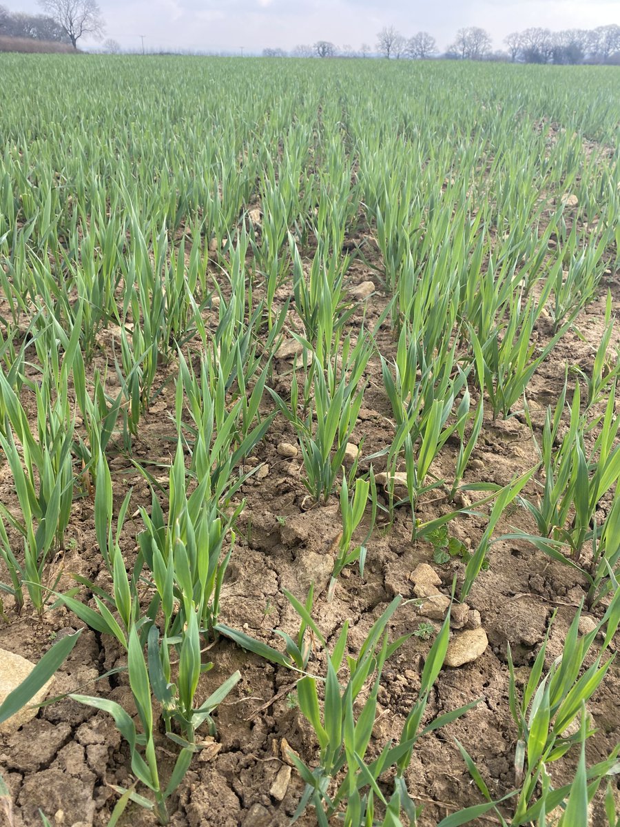 Great to be out and about seeing how well Organic Winter planted Oats are looking. :) <a href="/WhitesOats/">White's Oats</a>