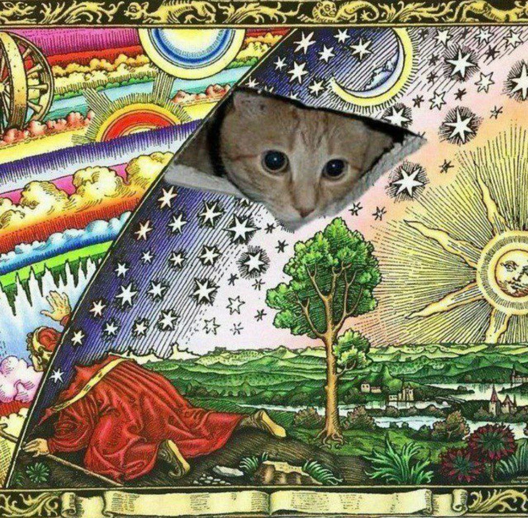 CryptoStu3's tweet photo. Or #Catearth ๐๐๐ https://t.co/krVyTmTEX2