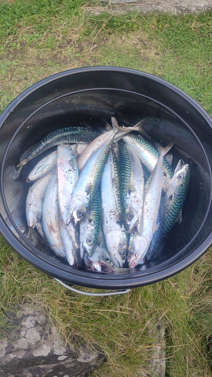 Irish_Angling_Adventures tweet media