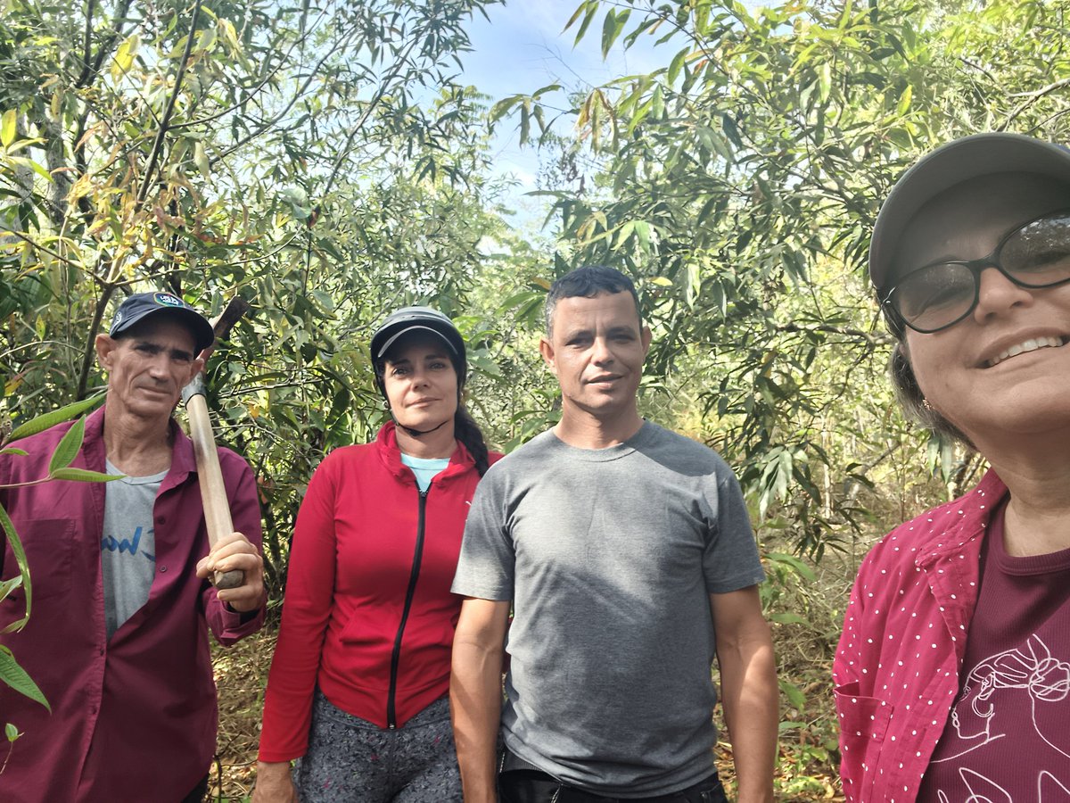 MildreyIH's tweet photo. Proyecto @CIENPINOSCuba desarrolla  investigaciones sobre el comportamiento de la macrofauna edáfica en sistemas de pastoreo de cerdos criollos en bosques de pino encino en Viñales Pinar del Río. https://t.co/pL16gRxgIs