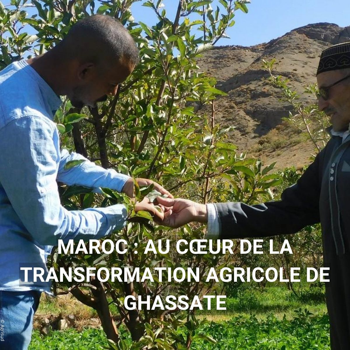 Agence Française de #Développement (AFD) 🇫🇷 🇪🇺 (@afd_france) on Twitter photo 🇲🇦Au Maroc, l’#agriculture est menacée par les conditions climatiques. Porté par <a href="/Agrisud_ONG/">Agrisud International</a> & la <a href="/Fondationnorsys/">fondation norsys</a> avec notre soutien, le projet Papsa a permis à des centaines de familles de changer leurs pratiques pour l'agroécologie.
Les témoignages➡️bit.ly/4279T44 🇲🇦Au Maroc, l’#agriculture est menacée par les conditions climatiques. Porté par <a href="/Agrisud_ONG/">Agrisud International</a> & la <a href="/Fondationnorsys/">fondation norsys</a> avec notre soutien, le projet Papsa a permis à des centaines de familles de changer leurs pratiques pour l'agroécologie.
Les témoignages➡️bit.ly/4279T44