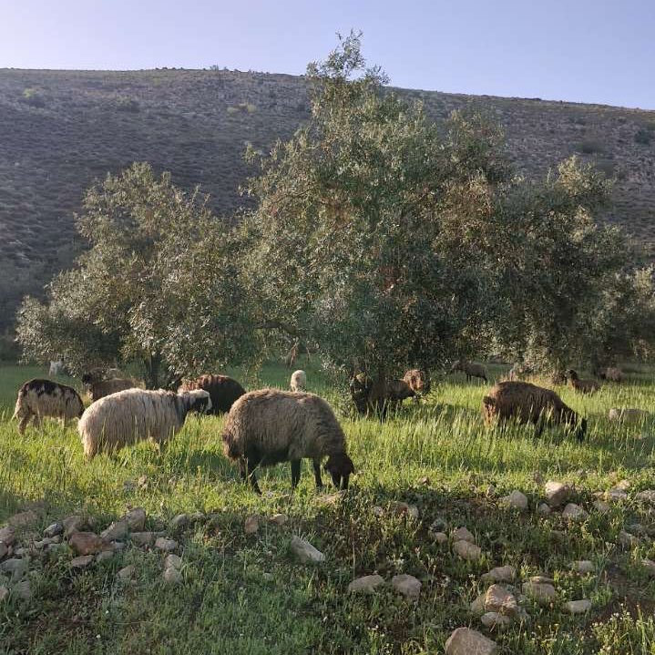 ياسر الدوسري tweet media